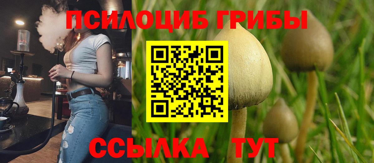 Псилоцибиновые грибы Psilocybe Мариинск